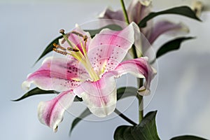 Lilium 'Stargazer' (the Stargazer lily) is a hybrid lily of the