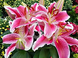 Lilium `Starlight Express`