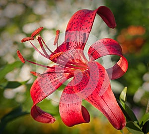 Lilium tigrinum