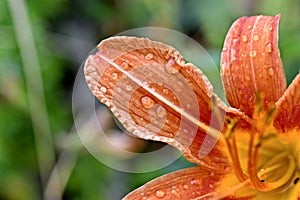 Lilium tigrinum, flowers on the green background