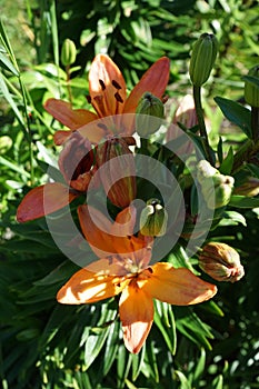 Lilium x hybridum `Cancun` in the garden. Berlin, Germany