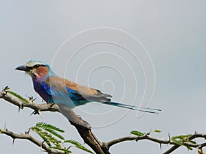 The lillac breasted roller in full colour!