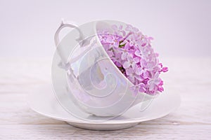 Lillac in cup on lilac background