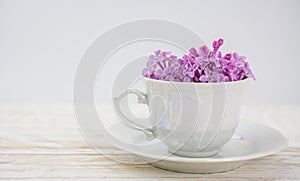 Lillac in cup on lilac background