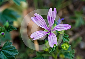 Lillac flower in a springtime in a garden