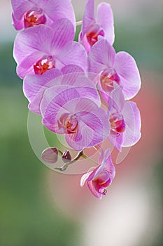 Lillac orchid