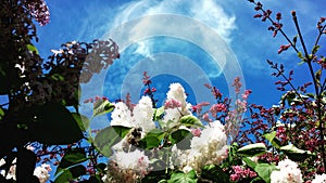 Lillac on sky background