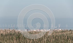 Lillgrund wind turbine park in Ã–resund