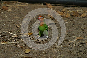 Lillian's Lovebird - Agapornis Lilianae