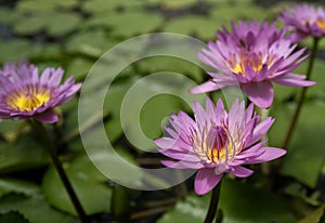 Lillie Pond in a Japanese temple