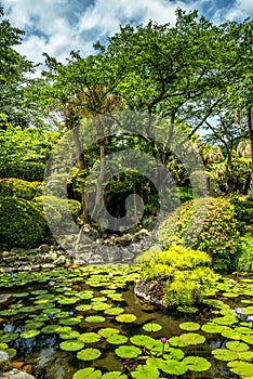 Lillie Pond in a Japanese temple