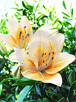 Lillies