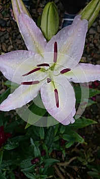 Lillies