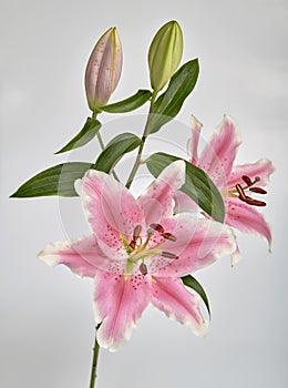 Lillies Alstroemeria two in bloom