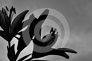 Lillies in black and white