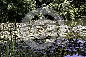 Lillies on the Pond