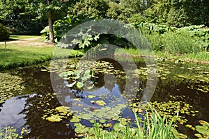 Lillies on a pond surrounded by greenery