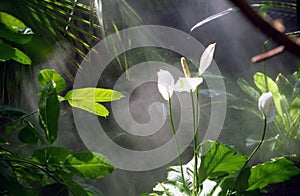 Lillies in Rain Forest