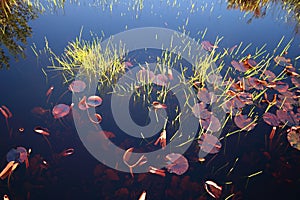 Lillies and reeds in a pool