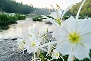 Lillies on the River 07