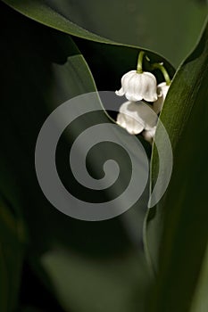 Lillies In The Valley