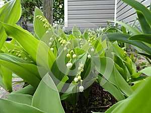 Lillies of the Valley