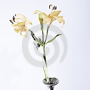 Lillies on a white background