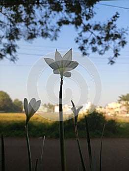 Lilliput flower Whait colour outdoor photo