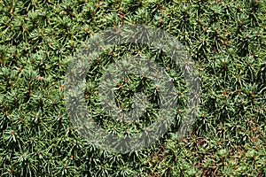 Lilliput white spruce (Picea glauca) texture