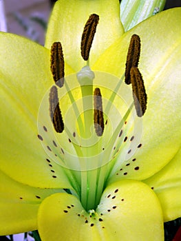 Lillium