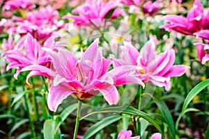 Lillium Oriental Rose Lily Belonica