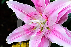 Lillium Oriental Rose Lily Belonica