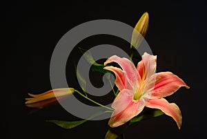 Lilly photo