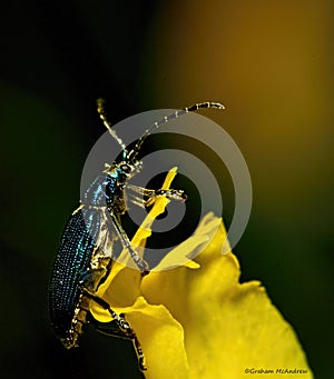 Lilly beetle