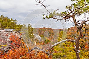 Lilly Bluff Overlook at Obed