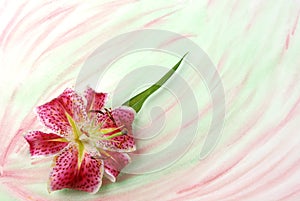 Lilly on colorwash background