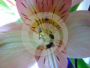 Lilly Flower close up stamen pollen
