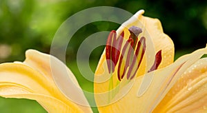 Lilly flower closeup.