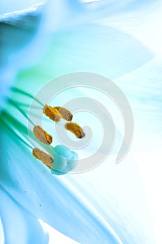 Lilly flower closeup