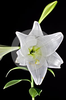Lilly flower closeup