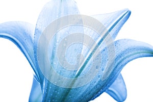 Lilly flower closeup