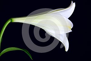 Lilly flower closeup