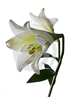 Lilly flower closeup