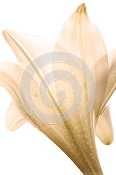 Lilly flower closeup