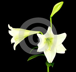 Lilly flower closeup