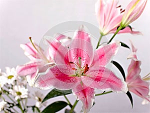 Lilly flower closeup