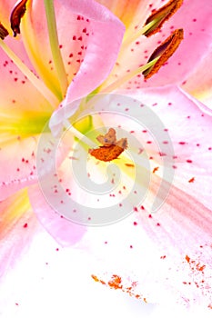 Lilly flower closeup