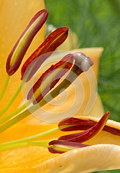 Lilly flower closeup.