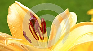 Lilly flower closeup.