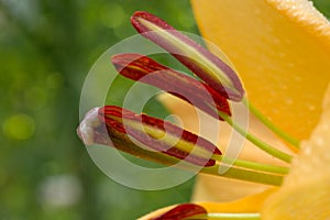 Lilly flower closeup.